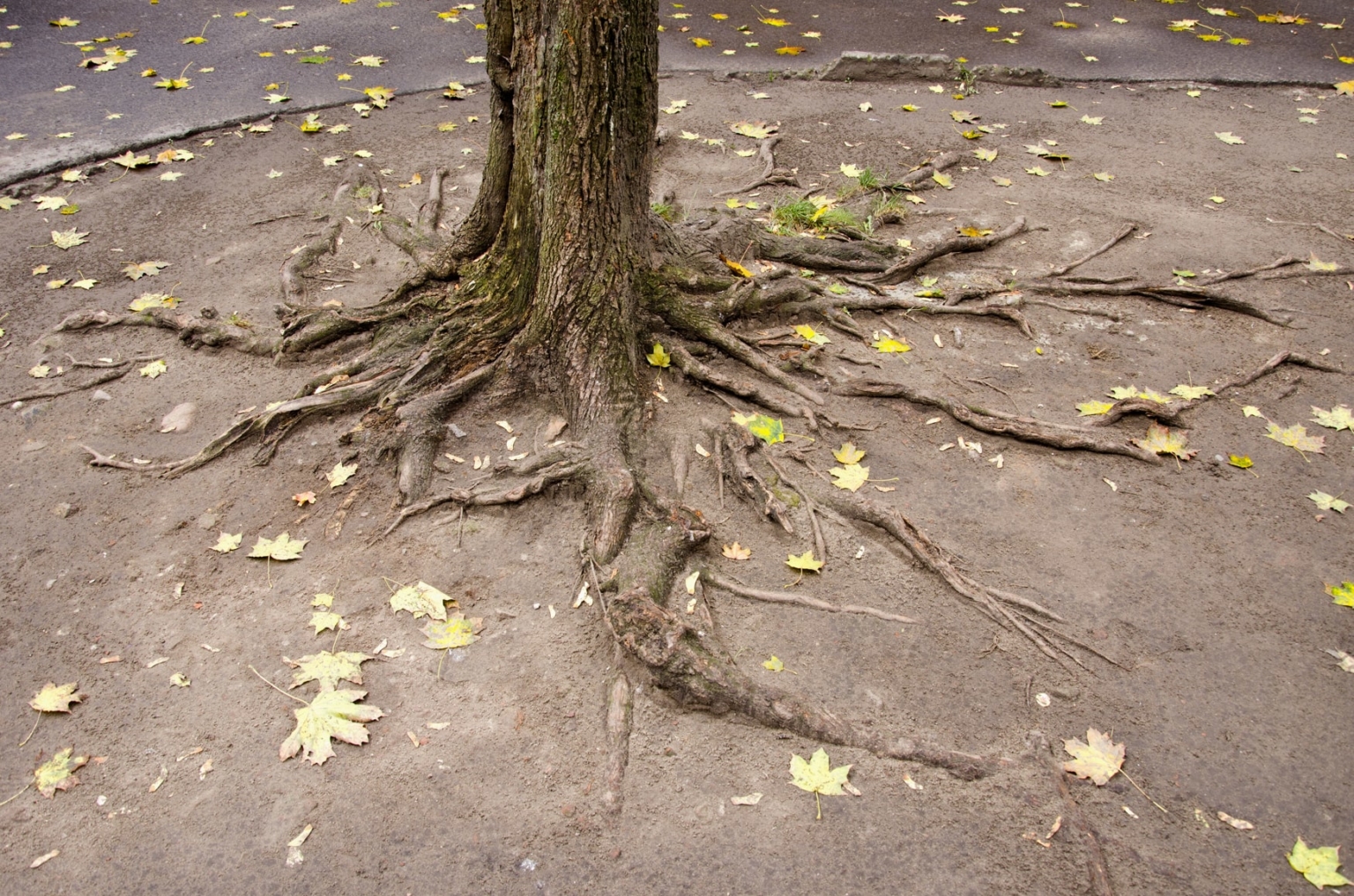 Tree root damage to drains - How to spot & what to do next